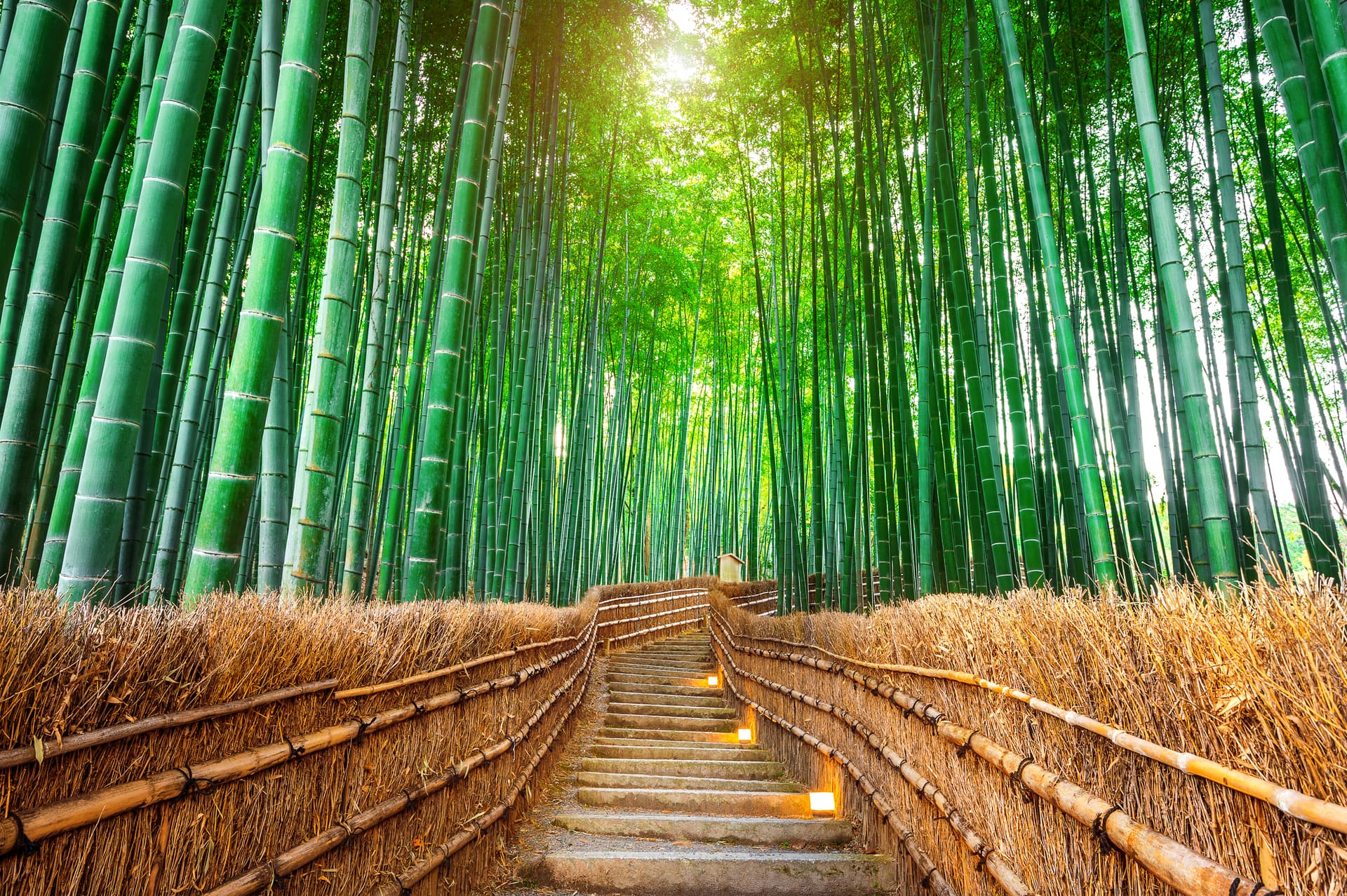 Beautiful bamboo tree representing our sustainable bamboo crafts