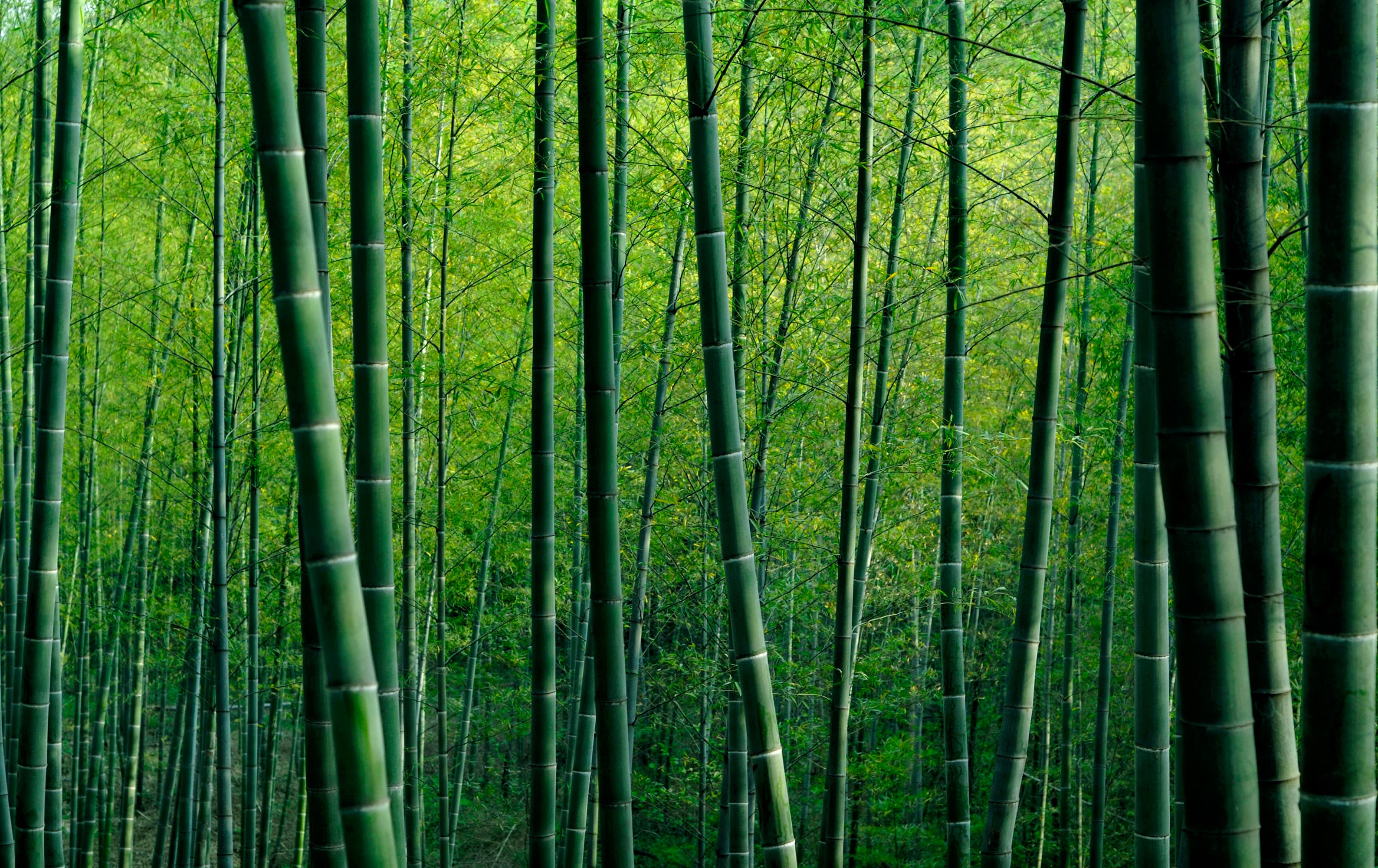 Bamboo Products Background