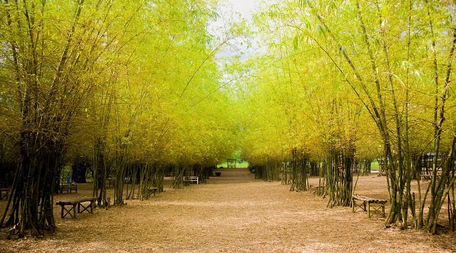 Wide shot of the forest - sustainable bamboo source